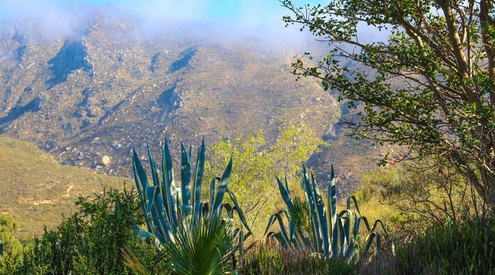Pepper Tree, Montagu