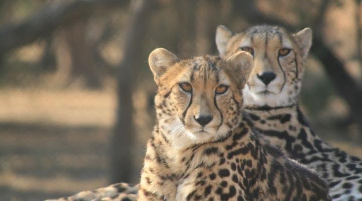 Feracare Wildlife Centre