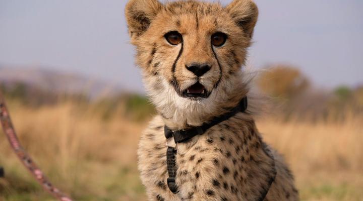 Feracare Wildlife Centre