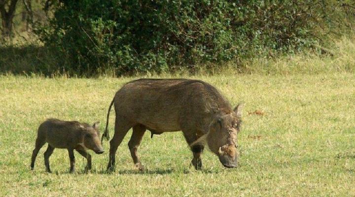 Hippie Lodge MABALINGWE NATURE RESERVE