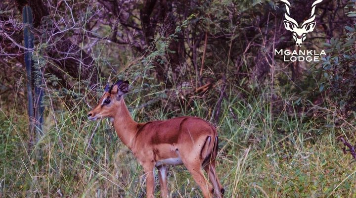 Mgankla Lodge