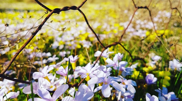 Daisy Cottage - Clanwilliam