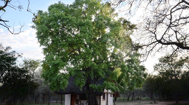 Wild Dogs Safari Lodge