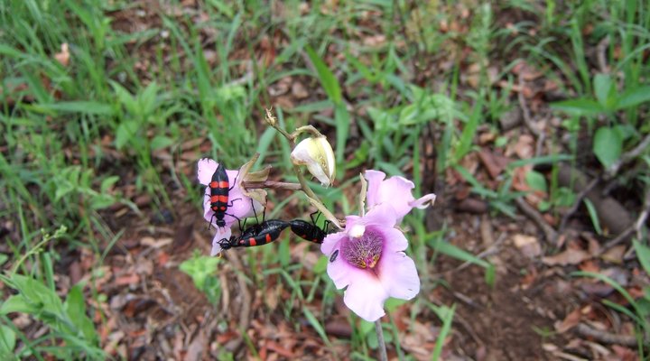 Mutinondo Wilderness
