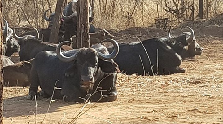 Chalet Pumba, Elephant Camp, Mabalingwe