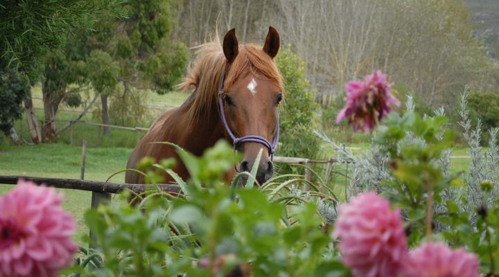 Earth Cottage Hermanus