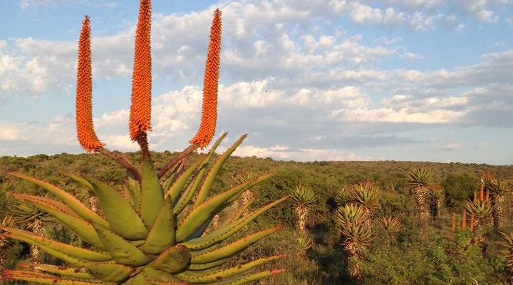 Copper Moon Game Lodge