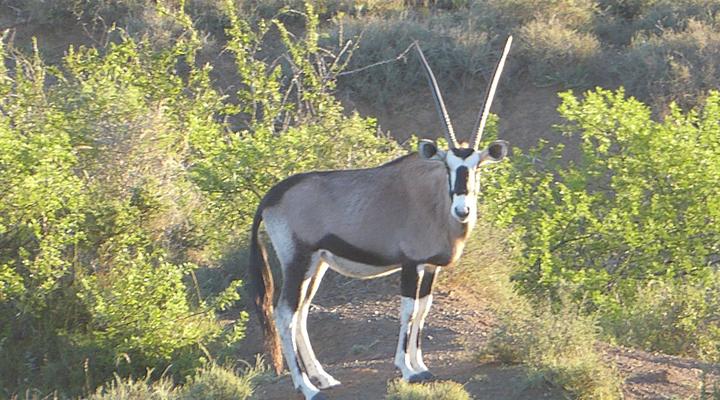 Copper Moon Game Lodge
