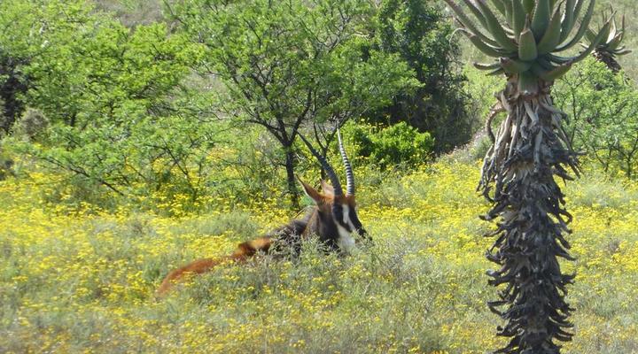 Copper Moon Game Lodge