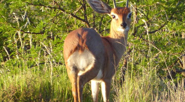 Copper Moon Game Lodge