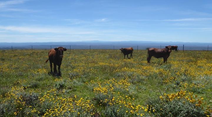 Copper Moon Game Lodge