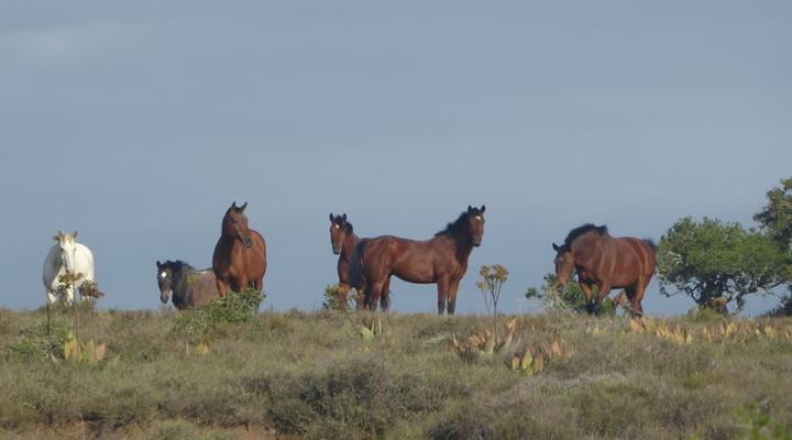 Copper Moon Game Lodge