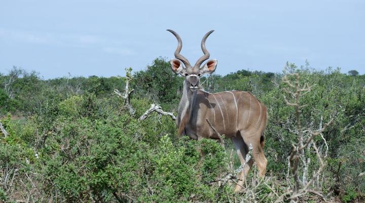 Copper Moon Game Lodge