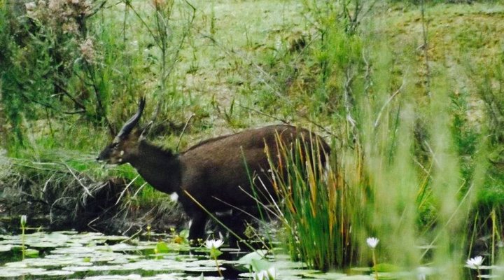 Tree Spirit Cottages