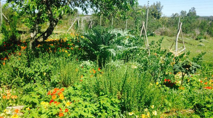 Tree Spirit Cottages