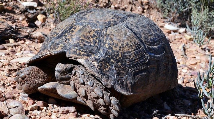 The Travelling Tortoise