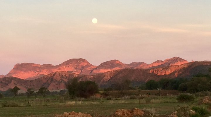 The Travelling Tortoise