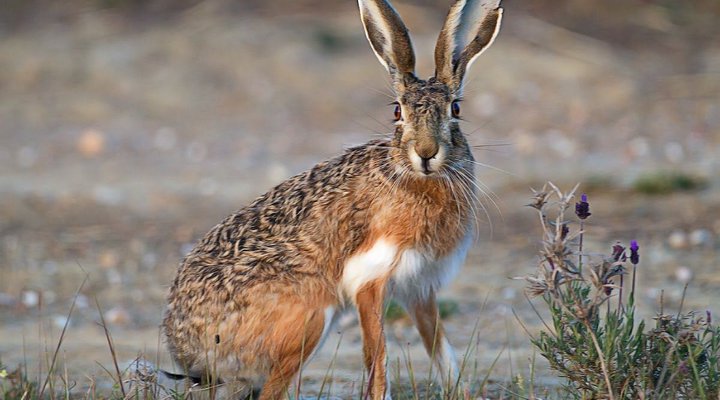 The Travelling Tortoise