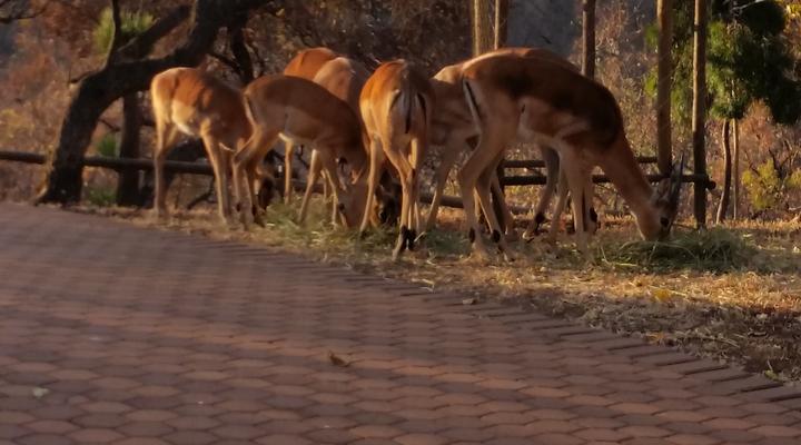 Chipiwa - Kranspoort vakansiedorp