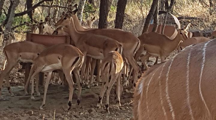 Chipiwa - Kranspoort vakansiedorp