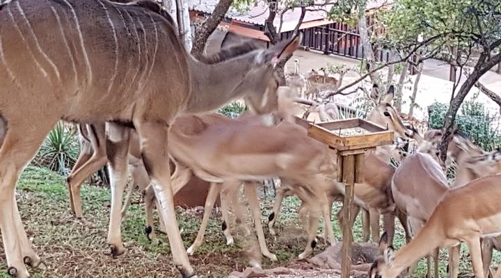 Chipiwa - Kranspoort vakansiedorp