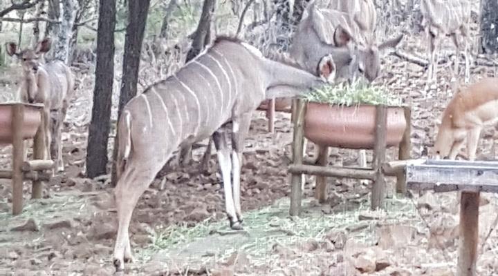 Chipiwa - Kranspoort vakansiedorp