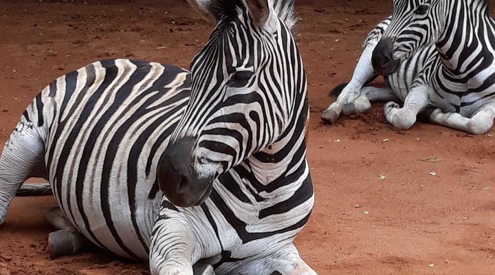 Bosveld Vreugde - House Zebra