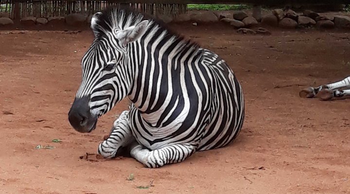 Bosveld Vreugde - House Zebra