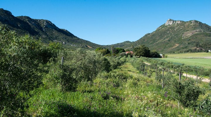 Fynbos Estate