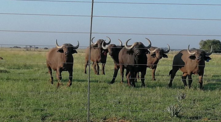 Pamperlang At Melkkan