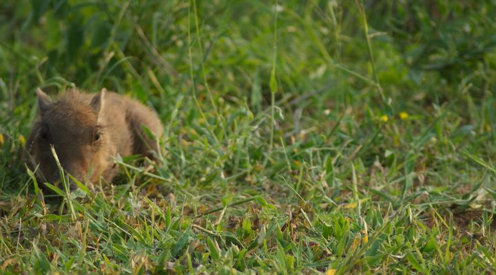 Hoedspruit Wildlife Estate Guesthouse 