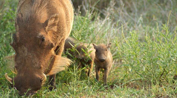 Hoedspruit Wildlife Estate Guesthouse 