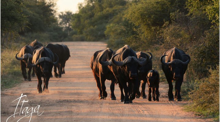 3 Night Elphant Adventure Package