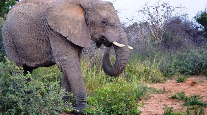 3 Night Elphant Adventure Package
