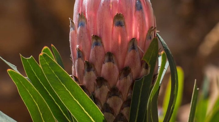 Baviaanskloof Lodge – Country House