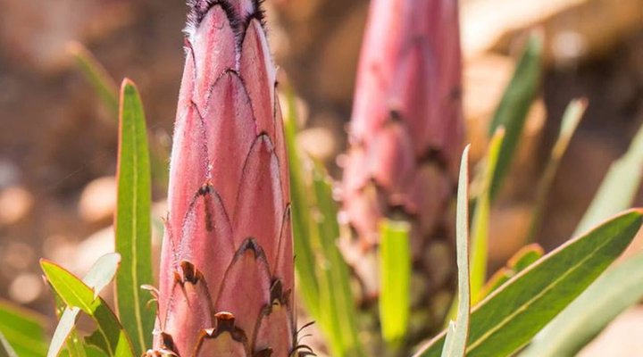 Baviaanskloof Exclusive Getaway