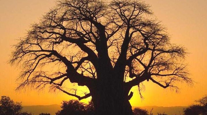 10 days Affordable Serengeti Migration & Beach Zanzibar Package