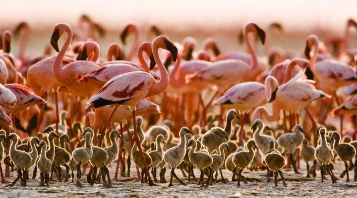 10 days Affordable Serengeti Migration & Beach Zanzibar Package