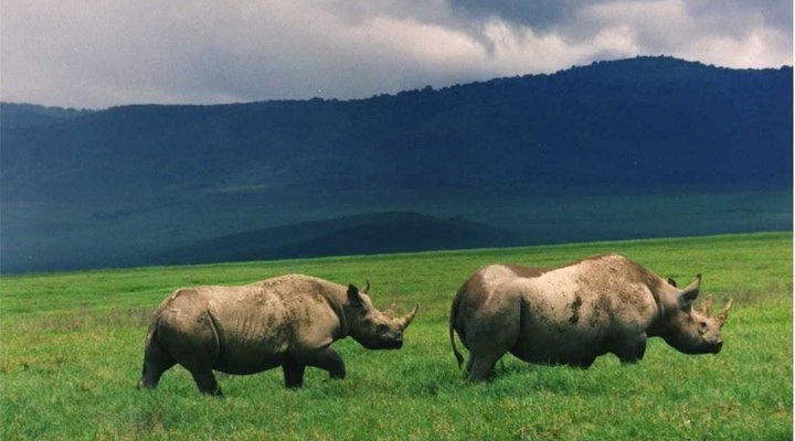 10 days Affordable Serengeti Migration & Beach Zanzibar Package
