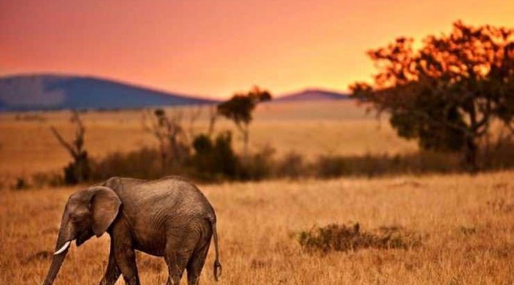 10 days Affordable Serengeti Migration & Beach Zanzibar Package