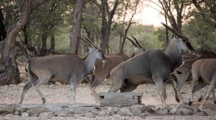 Onduruquea Guestfarm cc