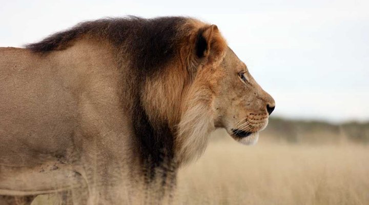 Safari Life Africa