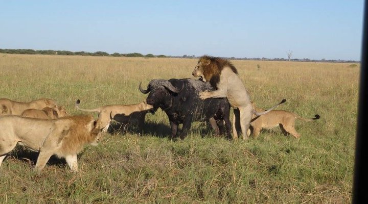 Safari Life Africa