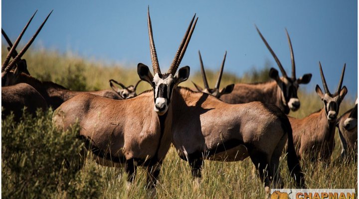Chapman Safaris Game Lodge