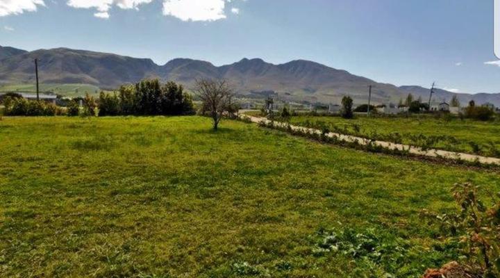 Stanford - The red rooster