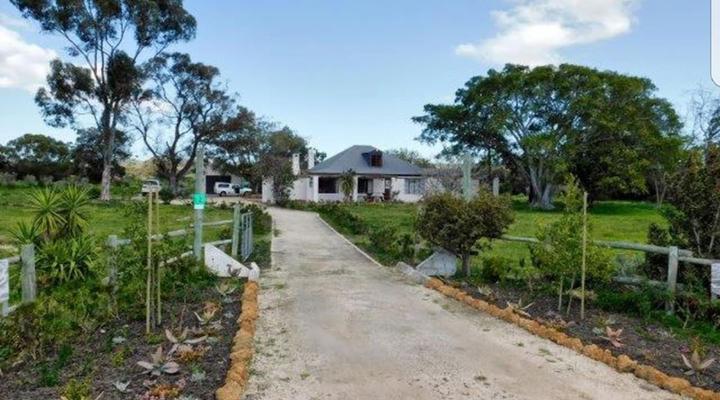 Stanford - The red rooster