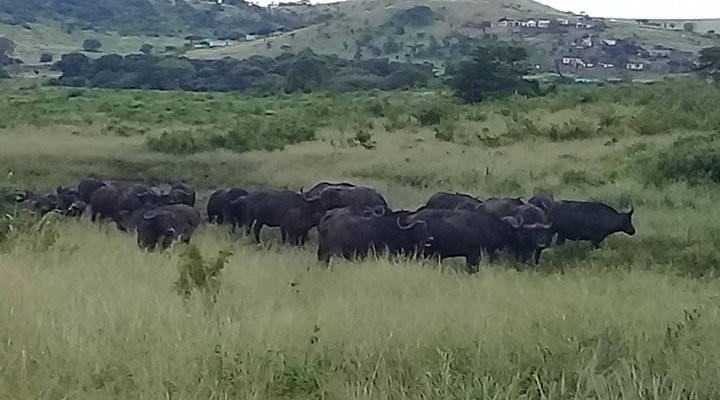Hluhluwe Gate Safari Camp