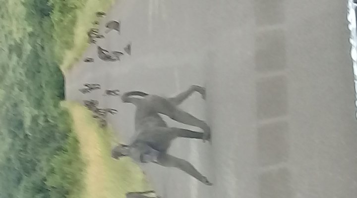 Hluhluwe Gate Safari Camp