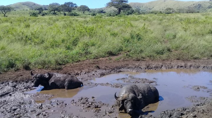 Hluhluwe Gate Safari Camp