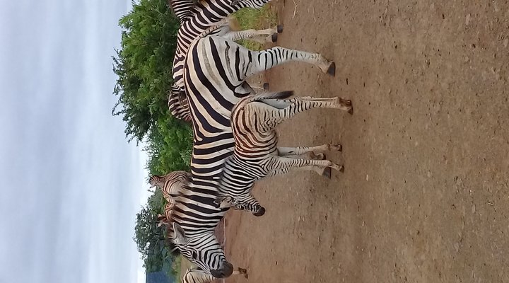 Hluhluwe Gate Safari Camp